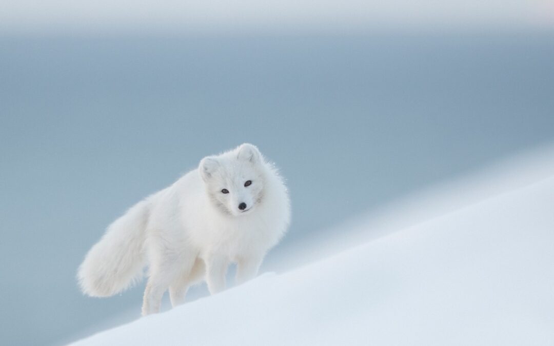 Arctic Fox – Fjällräven inicijativa za povratak prirodi
